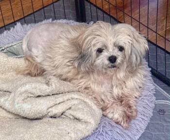 Lhasa Apso Dogs Available for Adoption in Powell Butte, Oregon - Twinkles  | PetCurious