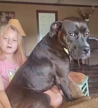 Rescue Terrier Dogs for Adoption in Manchester, Connecticut - Norton | PetCurious