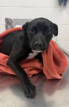 Stella -  Mixed Breed Dog for Adoption in Kansas City, Missouri - Stella | PetCurious