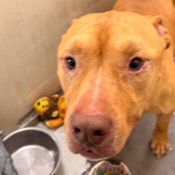 Pit Bull Terrier Dogs Available for Adoption in Evansville, Indiana - Astro | PetCurious