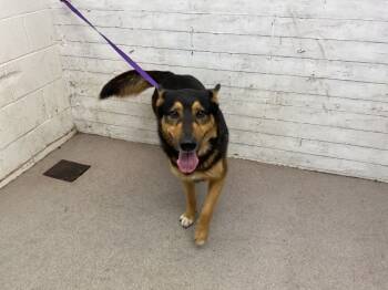 Rescue German Shepherd Dog and Mixed Breed Dogs for Adoption in San Bernardino, California - KAHLA | PetCurious