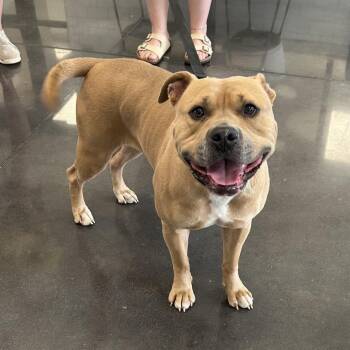 Honey Bunches of Oats -  Pit Bull Terrier Dog for Adoption in Morganton, North Carolina - Honey Bunches Of Oats | PetCurious