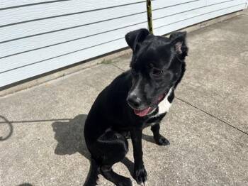 JULIO -  Labrador Retriever Dog for Adoption in Rowlett, Texas - JULIO | PetCurious