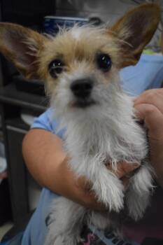 Sammi -  Terrier Dog for Adoption in Pahrump, Nevada - Sammi | PetCurious