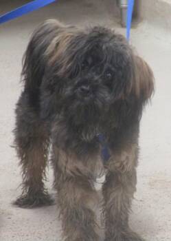 Halo(316) -  Yorkshire Terrier Dog for Adoption in Marietta, Georgia - Halo(316) | PetCurious
