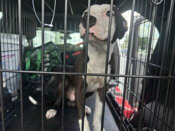 Pit Bull Terrier Dogs Available for Adoption in Ocala, Florida - A383011 | PetCurious