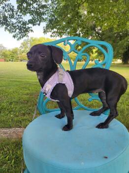 Onyx -  Chiweenie Dog Available for Adoption in Salisbury, North Carolina - Onyx | PetCurious