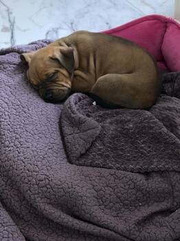Honeycrisp -  Mixed Breed Dog for Adoption - Honeycrisp | PetCurious