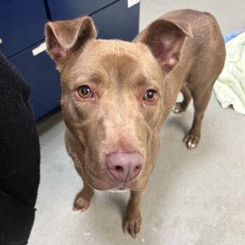 Willow -  Mixed Breed Dog Available for Adoption in Merriam, Kansas - Willow | PetCurious