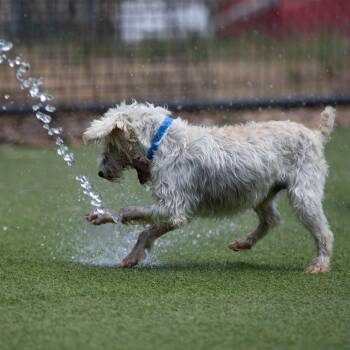 Sharky (AG26-108) -  Miniature Schnauzer and Miniature Poodle Dog for Adoption in Peyton, Colorado - Sharky (AG26-108) | PetCurious