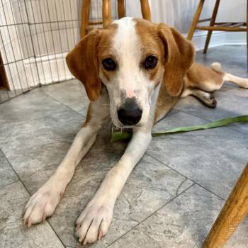 Rescue Hound and Mixed Breed Dogs for Adoption in Union, Missouri - Miso FC Terry M | PetCurious