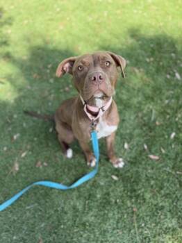 Honey - 2 -  Pit Bull Terrier and Mixed Breed Dog for Adoption in Daytona Beach, Florida - Honey - 2 | PetCurious