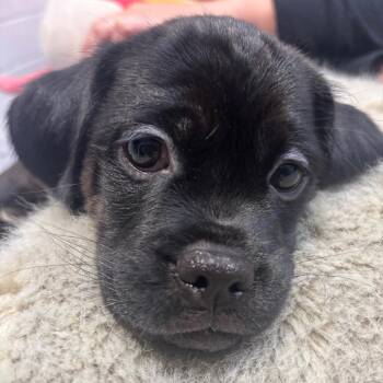 Poppy seed -  Mixed Breed Dog for Adoption in Wantagh, New York - Poppy Seed | PetCurious
