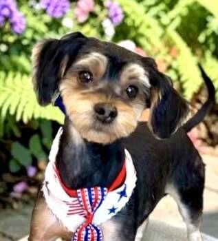 Marley -  Yorkshire Terrier Dog for Adoption in Perry, Iowa - Marley | PetCurious