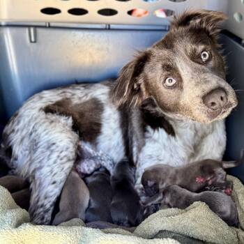 Rescue Mixed Breed Dogs for Adoption in Bentonville, Arkansas - Feta | PetCurious