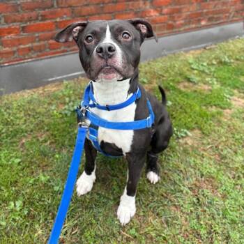 Rescue Pit Bull Terrier Dogs for Adoption in Boston, Massachusetts - STAR | PetCurious