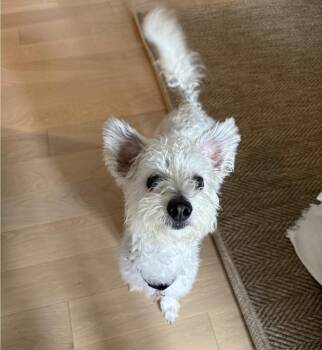 Rocketman -  Maltipoo Dog for Adoption - Rocketman | PetCurious