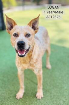 Logan -  Australian Cattle Dog Blue Heeler Dog for Adoption - Logan | PetCurious