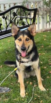 Rescue German Shepherd Dog Dogs for Adoption in Newport Beach, California - Rambo | PetCurious