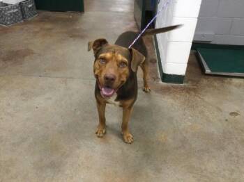 Rescue Pit Bull Terrier and Mixed Breed Dogs for Adoption in Thousand Palms, California - FRED | PetCurious