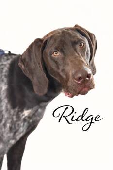German Shorthaired Pointer Dogs Available for Adoption - Ridge  | PetCurious