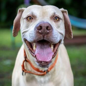 Ranger -  Mixed Breed Dog for Adoption in Lake Worth Beach, Florida - Ranger | PetCurious