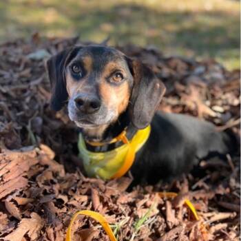 Rescue Beagle Dogs for Adoption in Austin, Texas - Hank | PetCurious