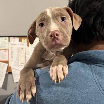 Mixed Breed Dogs Available for Adoption in Wappingers Falls, New York - Greyson | PetCurious