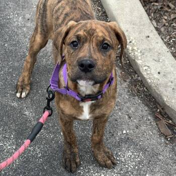 Mixed Breed Dogs Available for Adoption in Oak Brook, Illinois - Harley Quinn | PetCurious