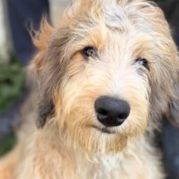 Bernadoodle Dogs Available for Adoption in Wrightstown, New Jersey - Truffles | PetCurious
