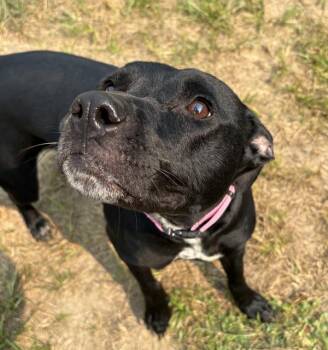 Roo -  Pit Bull Terrier and American Bulldog Dog for Adoption in Sioux City, Iowa - Roo | PetCurious