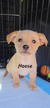Chiweenie Dogs Available for Adoption in Penryn, California - Moose | PetCurious