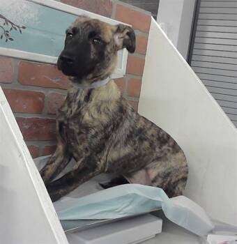 Labrador Retriever and Mixed Breed Dogs Available for Adoption in Houston, Texas - MATTEO | PetCurious