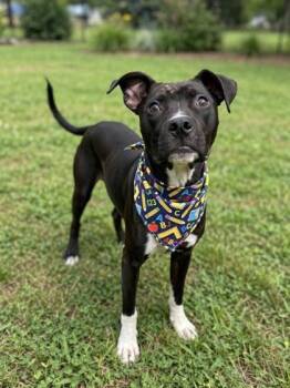 Brutus -  Pit Bull Terrier Dog for Adoption in Gulfport, Mississippi - Brutus | PetCurious