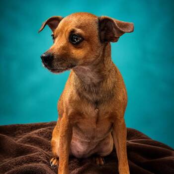 Lainey -  Chihuahua and Mixed Breed Dog for Adoption in Enid, Oklahoma - Lainey | PetCurious
