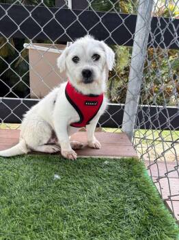 Mixed Breed Dogs Available for Adoption in New York, New York - Fred | PetCurious
