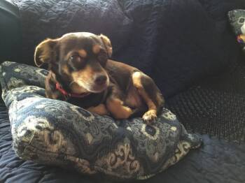 Rescue Chihuahua Dogs for Adoption in Plymouth, Michigan - Chiquita | PetCurious