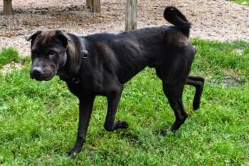 Rescue Shar Pei and Mixed Breed Dogs for Adoption in West Chester, Pennsylvania - Scythe | PetCurious