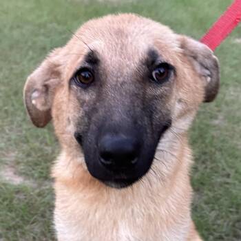 Shivers - Local July 10-12 -  Labrador Retriever and German Shepherd Dog Dog for Adoption in Brookshire, Texas - Shivers - Local July 10-12 | PetCurious