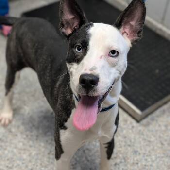 Rescue Mixed Breed Dogs for Adoption in West Olive, Michigan - Carter | PetCurious