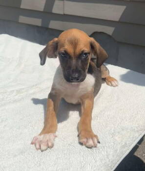 Rescue Terrier Dogs for Adoption in Germantown, Ohio - Ruckus | PetCurious