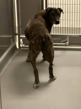 Pit Bull Terrier and Mixed Breed Dogs Available for Adoption in Ontario, California - DOTTIE | PetCurious