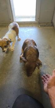 Rescue Mixed Breed Dogs for Adoption in Fort Stockton, Texas - 8225 | PetCurious