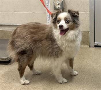 SAMARA -  Australian Shepherd and Mixed Breed Dog for Adoption in Grand Prairie, Texas - SAMARA | PetCurious