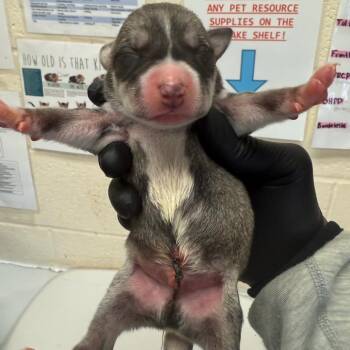 Alder (Formerly Kaban) -  Mixed Breed Dog for Adoption in Bartlett, Tennessee - Alder (Formerly Kaban) | PetCurious