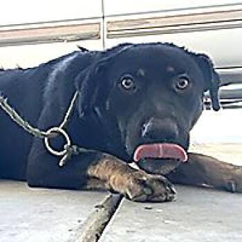 Reddington - URGENT -  Rottweiler and Black Labrador Retriever Dog for Adoption in Thousand Oaks, California - Reddington - URGENT | PetCurious