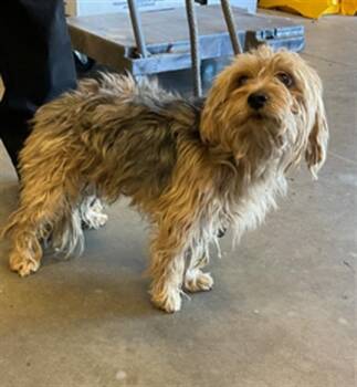 HOWIE -  Yorkshire Terrier and Maltese Dog for Adoption in Ontario, California - HOWIE | PetCurious