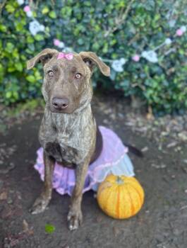 Rescue Doberman Pinscher Dogs for Adoption in South El Monte, California - Maxine | PetCurious