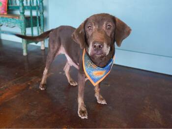 Covergirl -  Chocolate Labrador Retriever Dog for Adoption in San Antonio, Texas - Covergirl | PetCurious