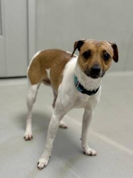 Caramel -  Jack Russell Terrier Dog for Adoption in Winnipeg, Manitoba - Caramel | PetCurious